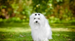 Малтешки бонок (фото): снежана во светот на кучето